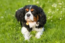 Cavalier Puppy